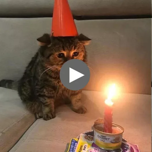 The Hilarious Meme Template: When Cats Have a Birthday Meltdown
